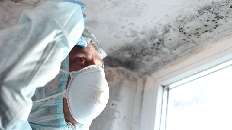 Professional Mold Removal in Blue Ridge, GA